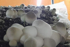 Panduan Lengkap Budidaya Jamur Merang: Peluang Bisnis Menjanjikan