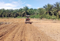 Bersiap Tanam Jagung Sadesahe, Lubuk Gedang Mulai Olah Lahan 