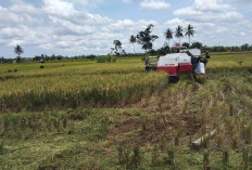 Diserang Hama Tikus, Hasil Panan Padi di Sumber Makmur Menurun