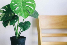 Ingin Monstera Tumbuh Subur? Ini 5 Spot Terbaik di Rumah yang Wajib Dicoba