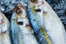 10 Fakta Menarik Ikan Kembung, Si Kaya Nutrisi yang Sering Terlewatkan