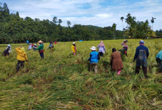 Ambisius Wujudkan Swasembada Pangan 