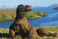 Wow Taman Nasional Komodo Masuk Dalam 10 Destinasi Ekowisata Berstandar Internasional