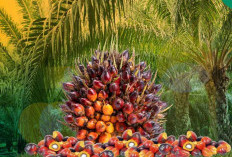Efesiensi Produk Kelapa Sangat Perlu diperhatikan, Ini 4 Tahapan Penanaman Sawit