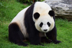 Fakta Unik tentang Panda: Hal-Hal Menarik yang Mungkin Belum Kamu Ketahui!