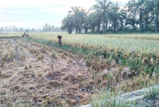 Curah Hujan Tinggi, Panen Padi Terhambat 