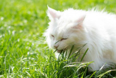 Wajib Diketahui, 3 Alasan Kucing Kesayangan Mu Suka Makan Rumput