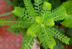 Menyingkap Keajaiban Daun Meniran, Si Hijau Kecil Penjaga Kesehatan