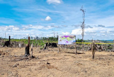 Gajah Sumatera di Bentang Sebelat Masih Tersisa 25 Ekor dari 50 Ekor