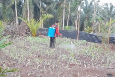 Camat Teras Terunjam Dorong Desa Dukung Program Nasional Tanam Jagung