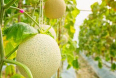 Sukses Budidaya Melon di Greenhouse, Rahasia Hasil Melimpah Sepanjang Tahun