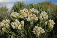 Keindahan dan Keunikan Bunga Edelweiss: Simbol Kekuatan dan Ketahanan di Pegunungan Tinggi