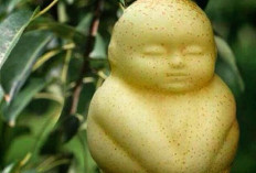 Pir Berbentuk Buddha: Keunikan Buah yang Mencuri Perhatian Dunia