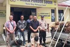 2 Pelaku Pencurian TBS Sawit Diringkus 