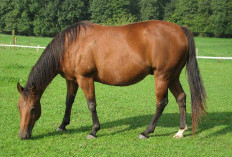 Memahami Perilaku Kuda: Mengungkap Bahasa Tubuh dan Insting Alami Kuda!