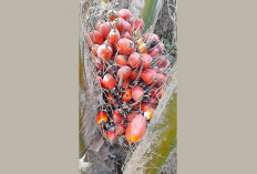 Harga TBS Sawit di Mukomuko Bertahan, Tertinggi Rp 2.540 per Kilogram