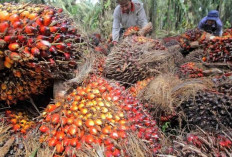 Selain Jadi Minyak, Ini Tujuh Manfaat Kelapa Sawit
