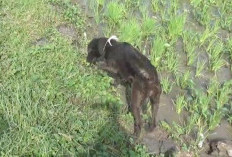 Tikus Tak Berdaya: Kehebatan Anjing Pelacak Dalam Menemukan Sarangnya