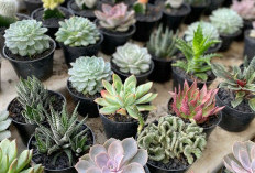 Tips Memilih Tanaman Hias yang Tepat untuk Rumah Anda  ﻿