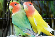 Cara Menciptakan Burung Lovebird Unggulan  Kualitas Terbaik Dari Burung Biasa,  Ayo ikuti    7 Langka  Jitu In