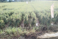 Akhir September, DI Manjuto Kiri Panen Raya 