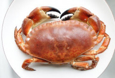Kepiting: Kelezatan Laut yang Kaya Nutrisi!