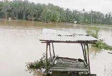 Terendam Banjir, Puluhan Hektare Sawah Terancam Gagal Panen