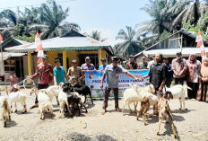 Distan Imbau Desa Laporkan Kambing dan Sapi Program Ketahanan Pangan