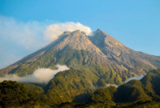 Kehangatan Jagung Bakar di Lereng Merapi: Menikmati Kuliner Sederhana dengan Pemandangan Istimewa   ﻿