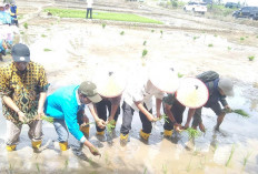 MT I 2026, Petani DI Manjuto Kiri dan Kanan Serentak Pola Tanam Padi