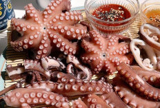 Manfaat Gurita untuk Kekebalan Tubuh: Meningkatkan Daya Tahan Tubuh Terhadap Penyakit!