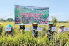 Padi Program SL-Genta Organik Dipanen, Segini Hasilnya