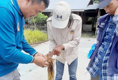 Terbukti, Tanam Padi Semi Organik Lebih Menguntungkan Petani 