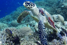 Jelajahi Keindahan Taman Nasional Bunaken di Sulawesi Utara