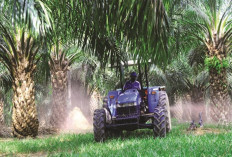 Inovasi Teknologi dalam Meningkatkan Produktivitas Sawit Berkelanjutan