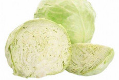 Si Raja Vitamin, Mengungkap Segudang Manfaat Sayur Kol untuk Kesehatan Tubuh
