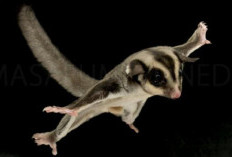 Sugar Glider, Si Lucu yang Melayang di Udara