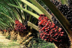 Kelapa Sawit dan Carbon Credit: Ladang Hijau Bernilai Ekonomi Baru?