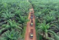 Kebijakan Pemerintah tentang ISPO (Indonesian Sustainable Palm Oil): Sejauh Mana Efektivitasnya