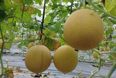Hari ini Launching Kebun Melon di Desa Banjar Sari 