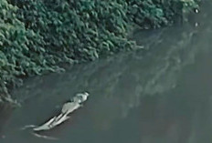 Buaya di Sungai Air Manjuto Teror Warga Lubuk Sanai, Ini Kata Kades 