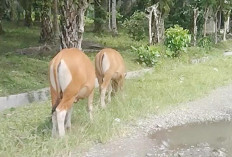 Sapi Dilepas Liarkan di Pasar Sebelah Terus Mencelakai Pengendara, Pemerintah Seolah Tutup Mata