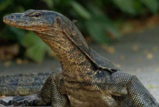 Biawak, Predator Berkamuflase yang Tak Boleh Diremehkan