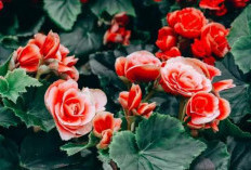 Anti Gagal! Begini Cara Merawat Begonia Supaya Bunganya Tampil Maksimal