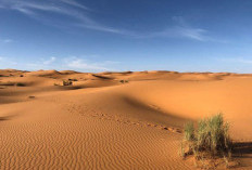 Gurun Sahara Lautan Pasir yang Memukau, Kehidupan di Tengah Kekeringan