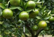 Eksplorasi Rasa Nusantara: Dari Manisnya Jeruk Siam Hingga Segarnya Lemon Lokal, Mengenal Ragam Jenis Jeruk In