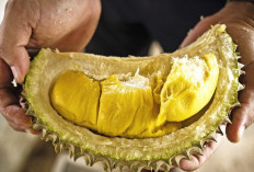 Dodol Durian: Manis Legit dan Aroma Durian yang Menggoda dari Sumatera   ﻿