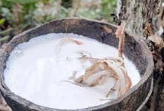 Harga Karet Alam Naik di Awal Pekan, Tembus Rp28.555 per Kilogram di Bursa SGX Sicom