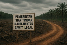Pemerintah Siap Tindak 5 Juta Hektar Sawit Ilegal   ﻿