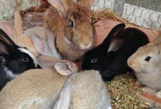 Berkembang Biak, Berlipat Ganda: Rahasia Sukses Budidaya Kelinci, Raup Untung Tanpa Batas!